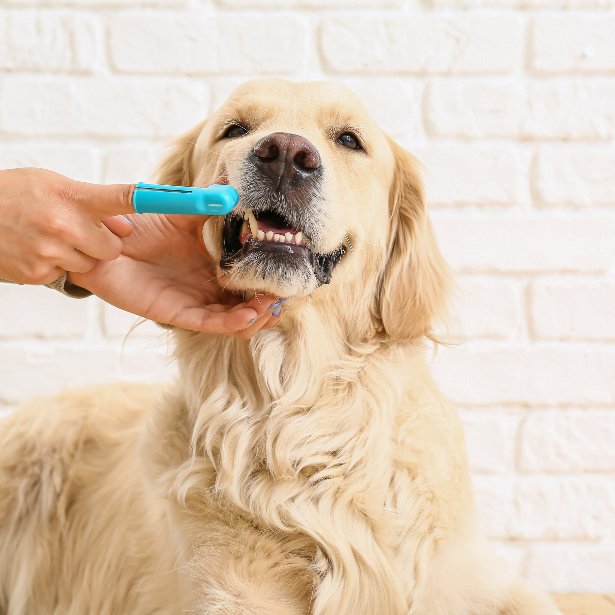 dental hygiene for pets, brushing dog teeth, pet health, dog dental care