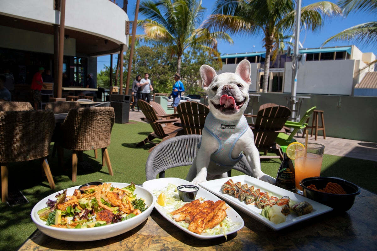 brunch spot, brunch for dogs, dog friendly restaurants